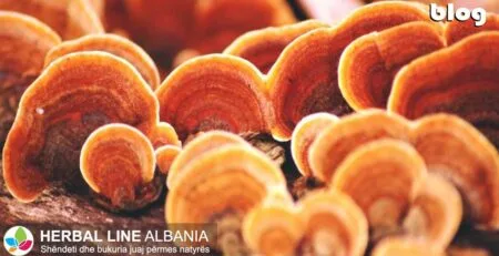 Kerpudha Reishi
