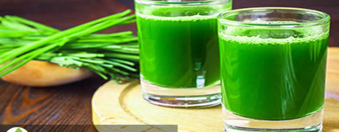 Bar Elbi Bio